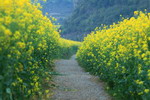 Sững sờ trước vẻ đẹp của thung lũng hoa cải ở La Bình